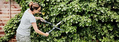 Hecke schneiden: Was wann erlaubt ist Hecke schneiden