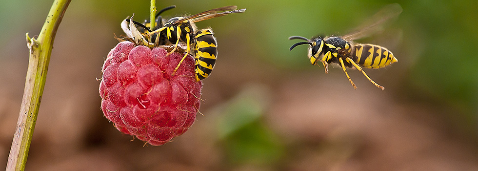 Naturschutz: Was tun bei einem Wespennest?