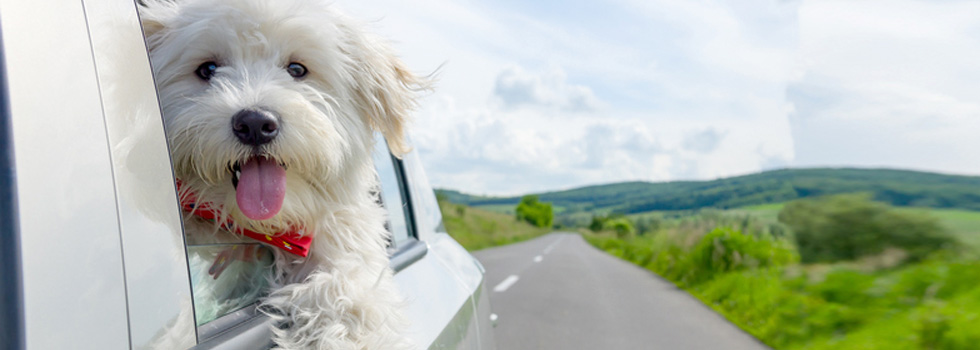 Hund aus überhitztem Auto retten Hund aus überhitztem Auto retten