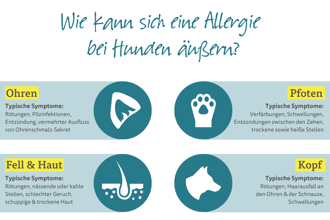 Wie kann sich eine Allergie bei Hunden äußern? Wie kann sich eine Allergie bei Hunden äußern?