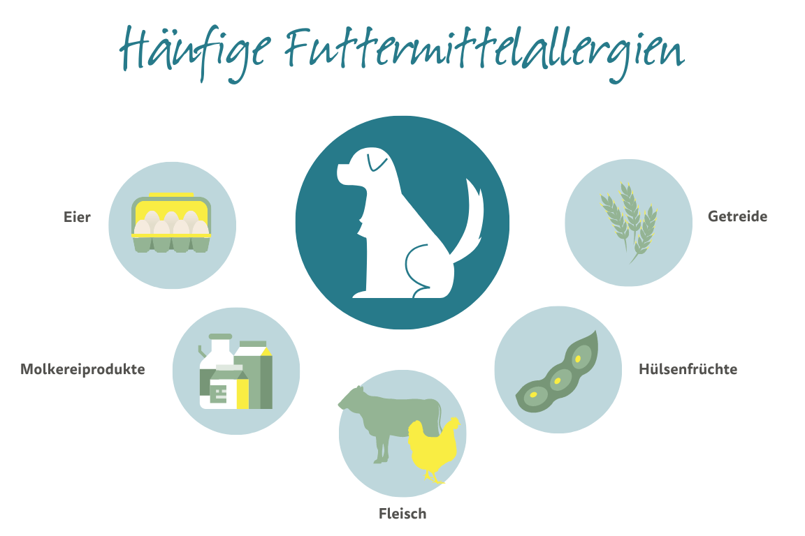 Häufige Futtermittelallergien bei Hunden Häufige Futtermittelallergien bei Hunden