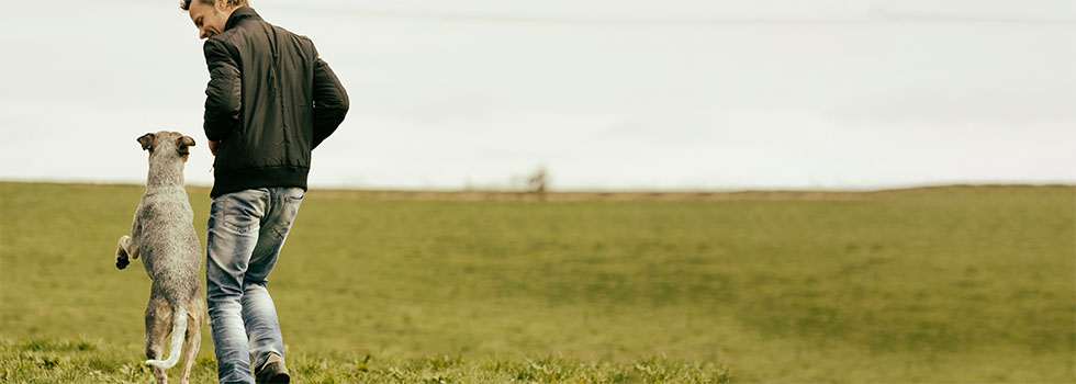 Aggressivität bei Hunden: Was tun wenn Tiere beißen? Aggressivität bei Hunden