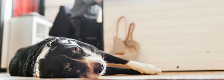 Hund Büro Hund im Büro