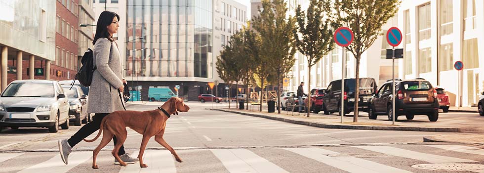 Wann haben Blinde Anspruch auf einen Blindenhund? Wann haben Blinde Anspruch auf einen Blindenhund?