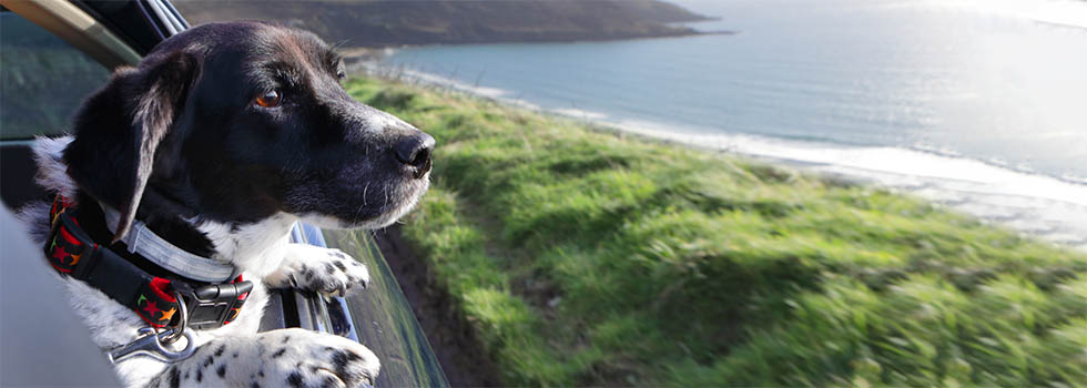 Wie muss ich Hund und Katze im Auto sichern? Hund und Katze im Auto