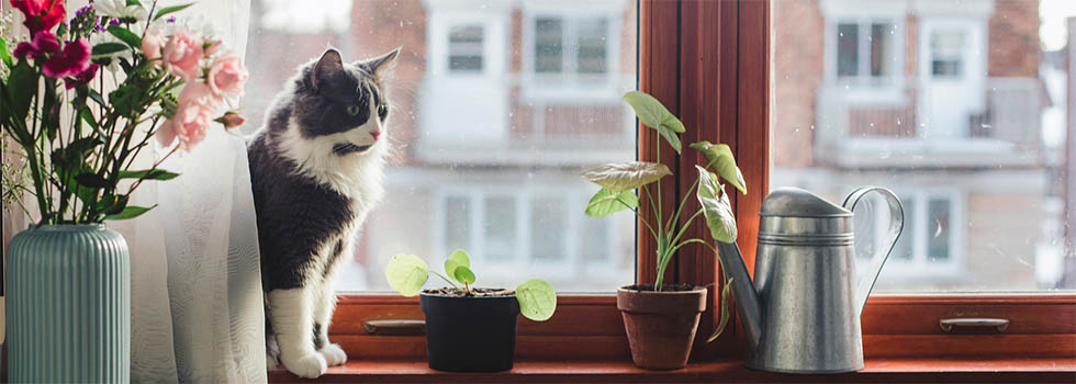 Giftige und ungiftige Pflanzen für Katzen – Mit den richtigen Grünpflanzen dekorieren Giftige und ungiftige Pflanzen für Katzen