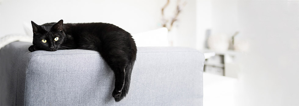 Katzenhaltung – Wohnungskatzen & Freigänger Infos zur richtigen Katzenhaltung: Artgerecht & Liebevoll