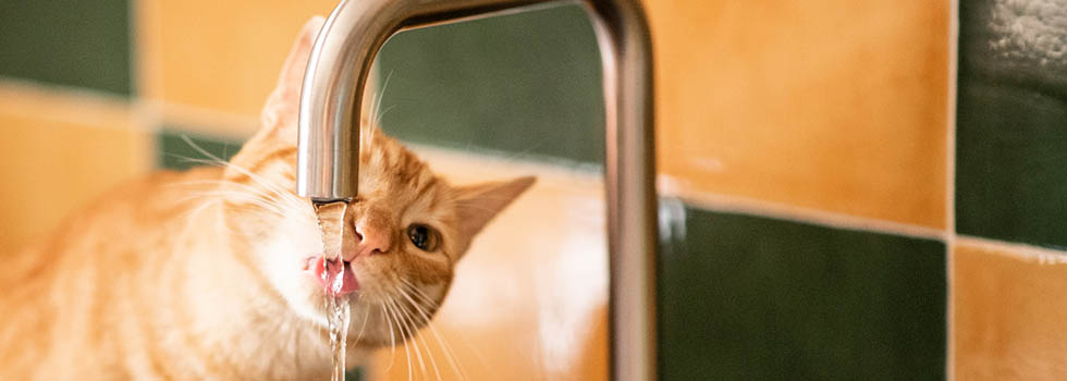 Nierenerkrankungen bei Katzen: Symptome & Behandlung Nierenerkrankungen bei Katzen
