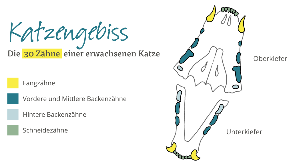 Katzengebiss - 30 Zähne einer erwachsenen Katze Katzengebiss - 30 Zähne einer erwachsenen Katze