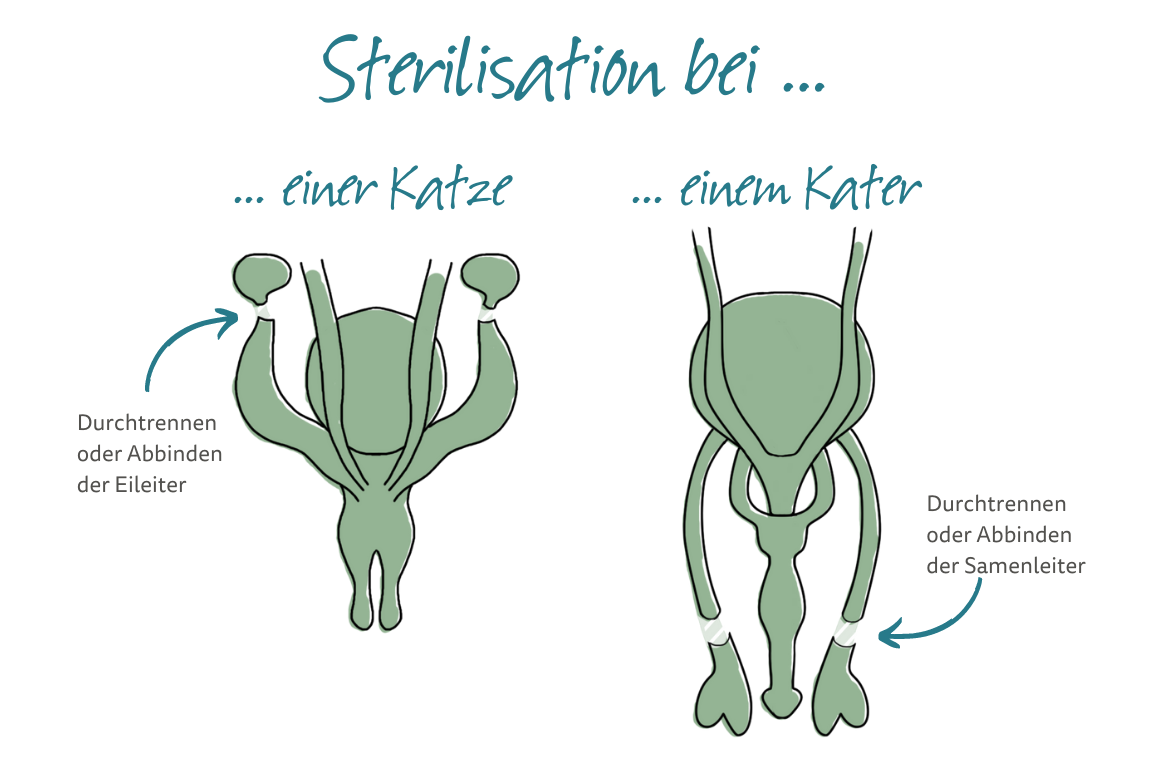 Sterilisation bei einer Katze und einem Kater Sterilisation bei einer Katze und einem Kater
