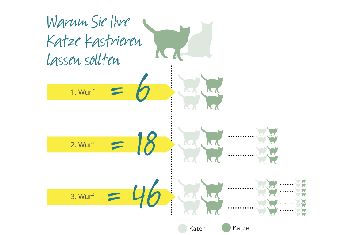 Warum Sie Ihre Katze kastrieren lassen sollten Warum Sie Ihre Katze kastrieren lassen sollten